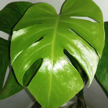 Swiss Cheese Plant