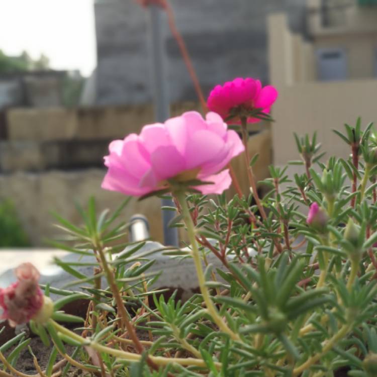 plant image 790987