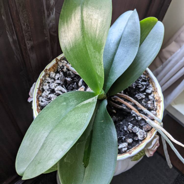 Plant image Phalaenopsis parishii