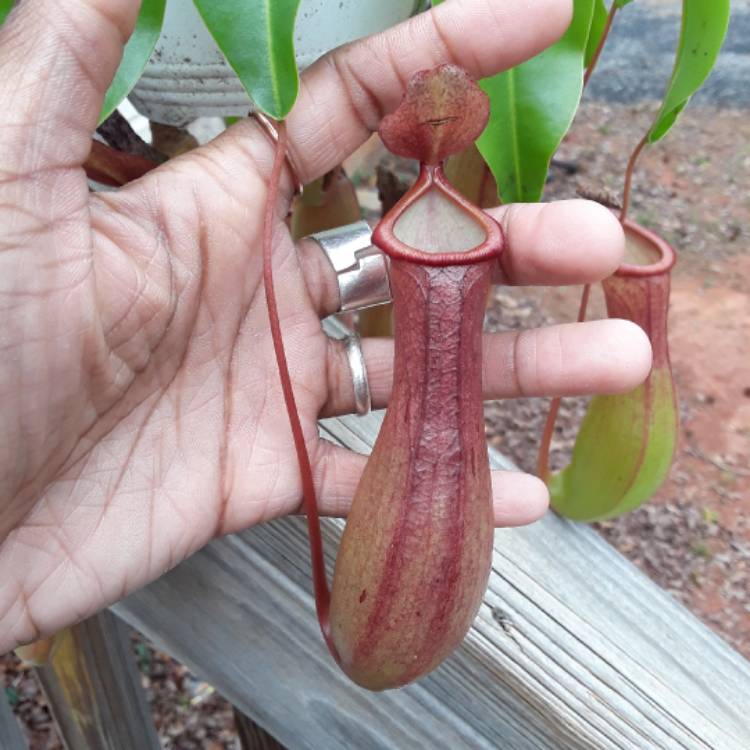 Plant image Nepenthes
