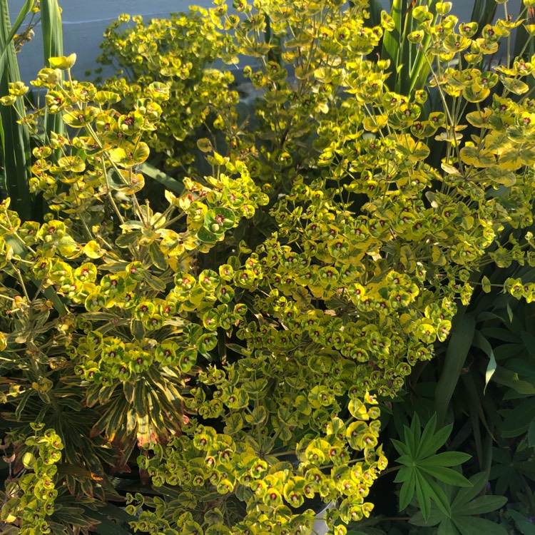 plant image 1045599 plant image 1045599