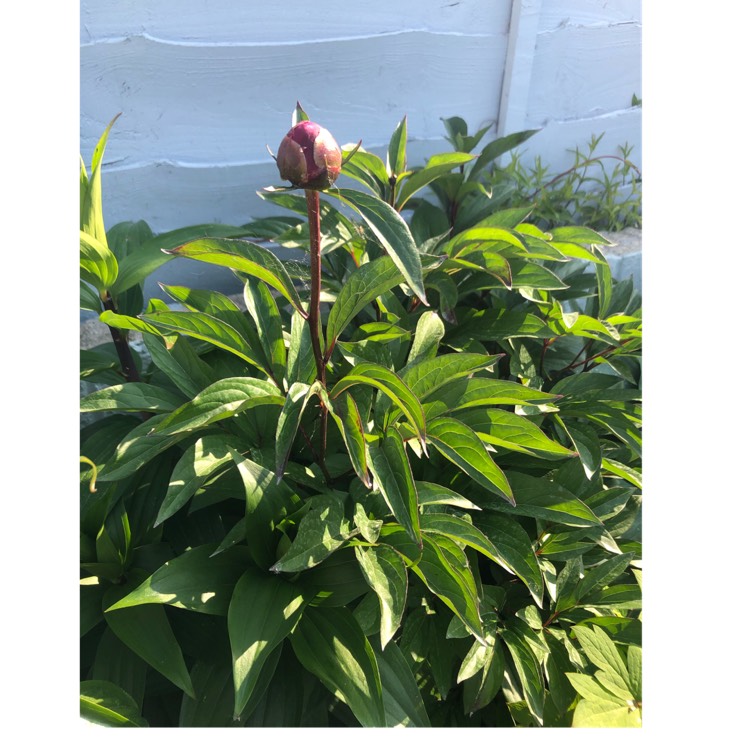plant image 1045602