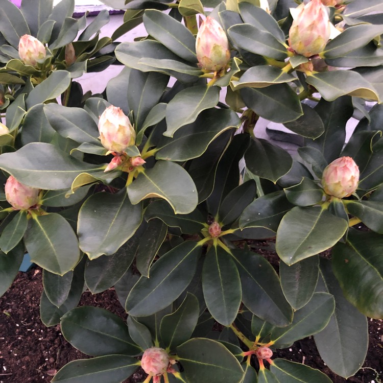 plant image 972614