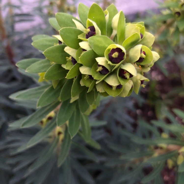 plant image 972617
