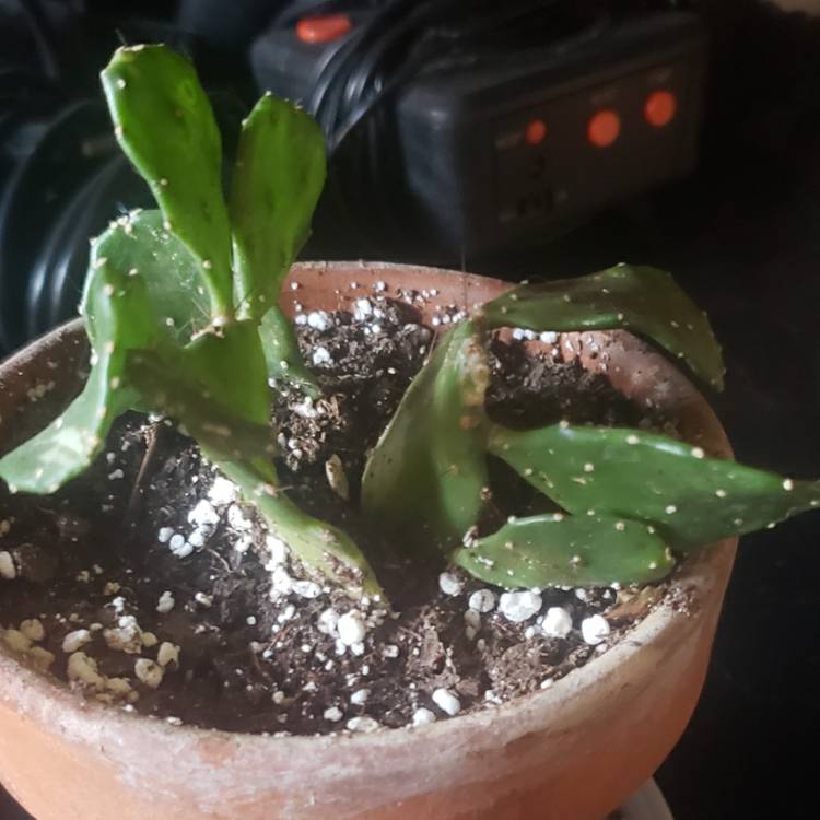 Plant image Opuntia Argentina