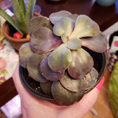 Echeveria Perle Von Nurnberg