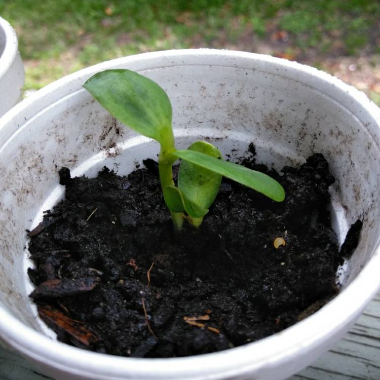 plant image 708664 plant image 708664