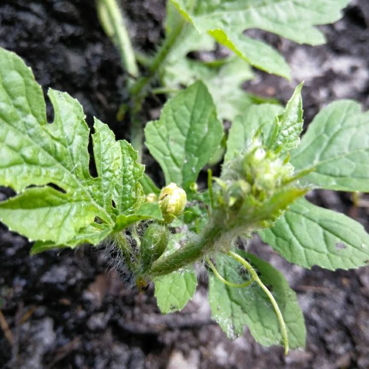 plant image 711805 plant image 711805