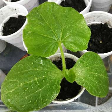 Cucurbita maxima 'Big Max'