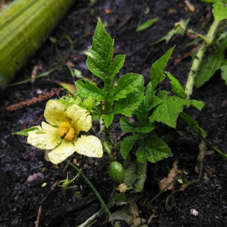 plant image 716715 plant image 716715