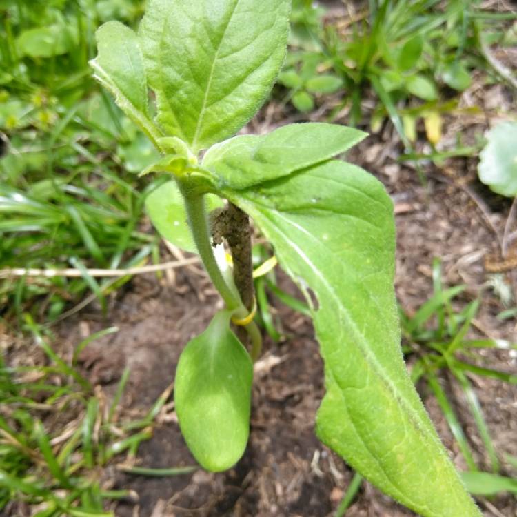 plant image 720186 plant image 720186