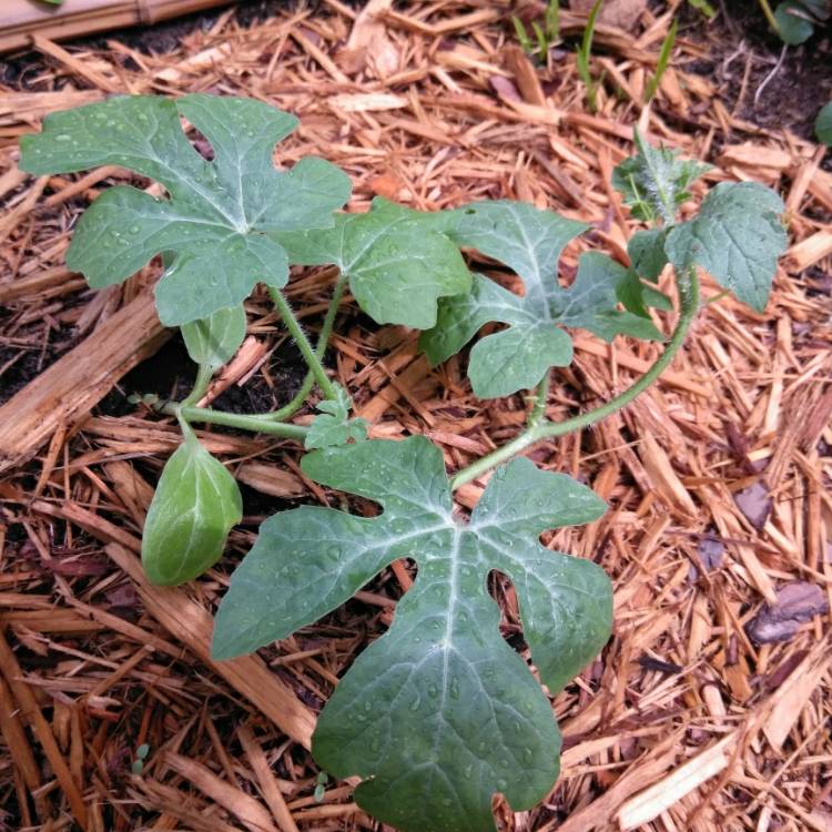 plant image 740428 plant image 740428