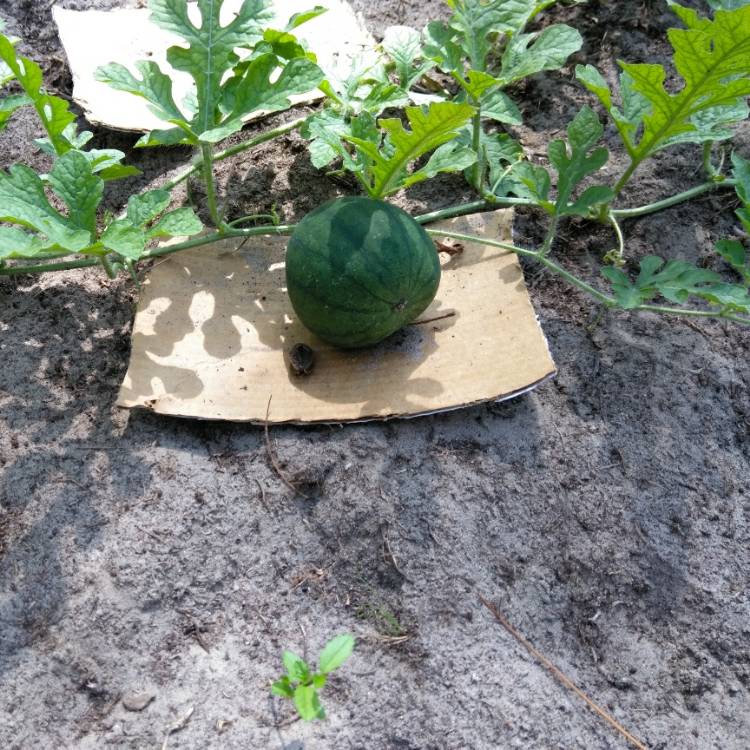plant image 784995 plant image 784995