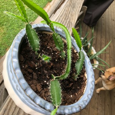 Dragon Fruit Cactus