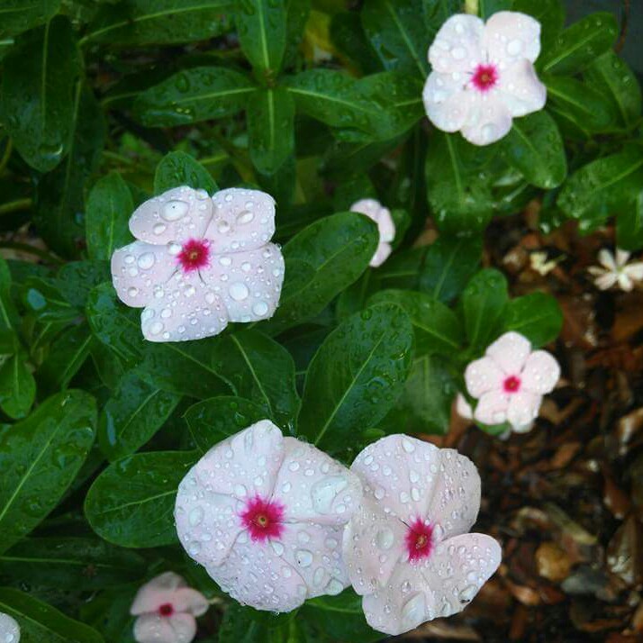 plant image 83262
