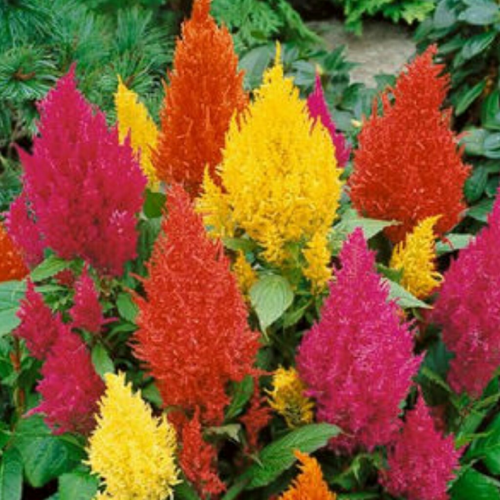 Feather Celosia 'Fairy Fountains'