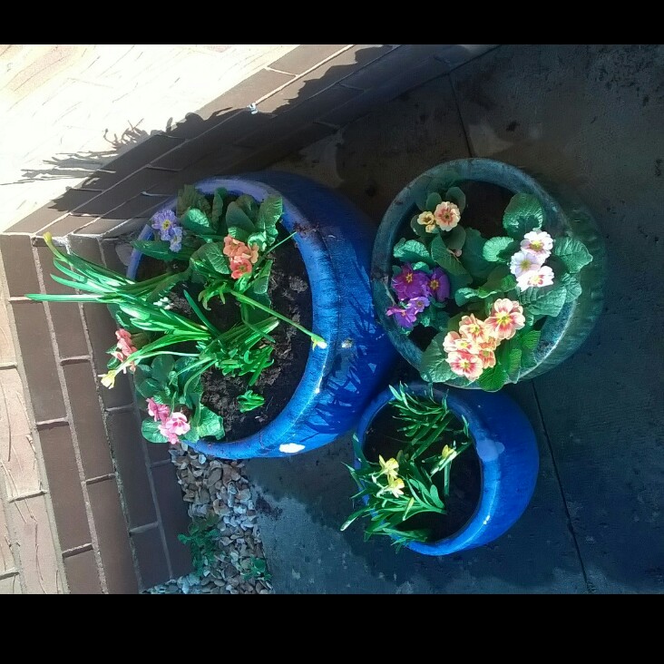 plant image 27155