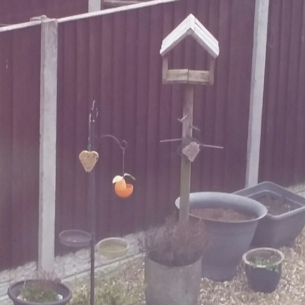 amber's garden