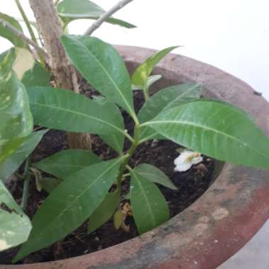 ambika's garden