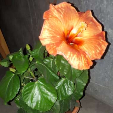 ambika's garden