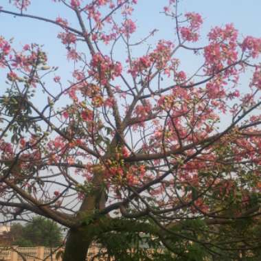 ambika's garden