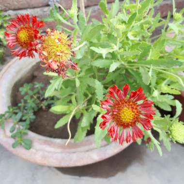 Blanket Flower
