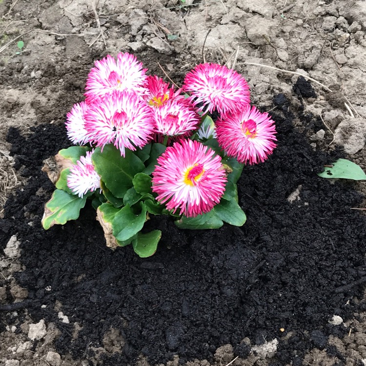 Plant image Bellis perennis Habanera