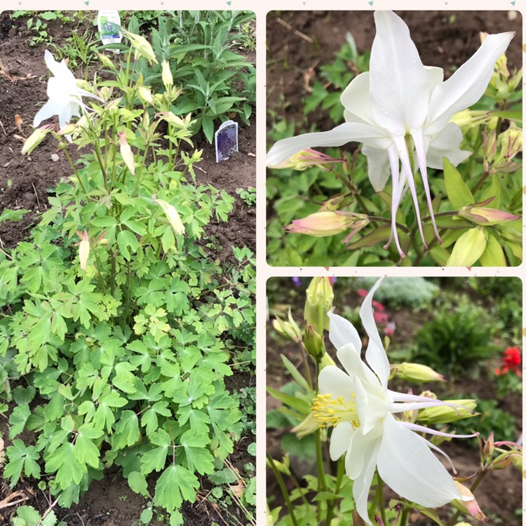 plant image 1030100