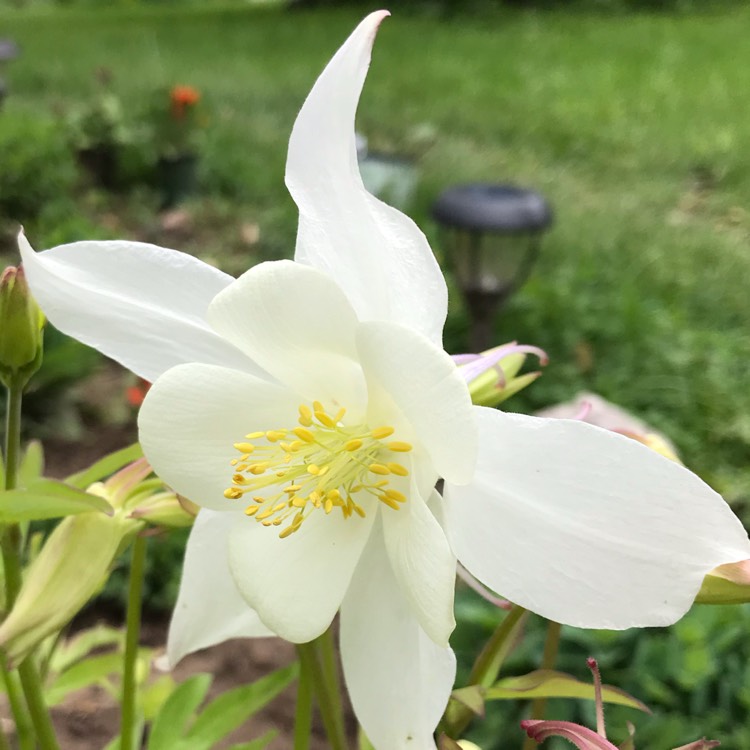 plant image 1030631