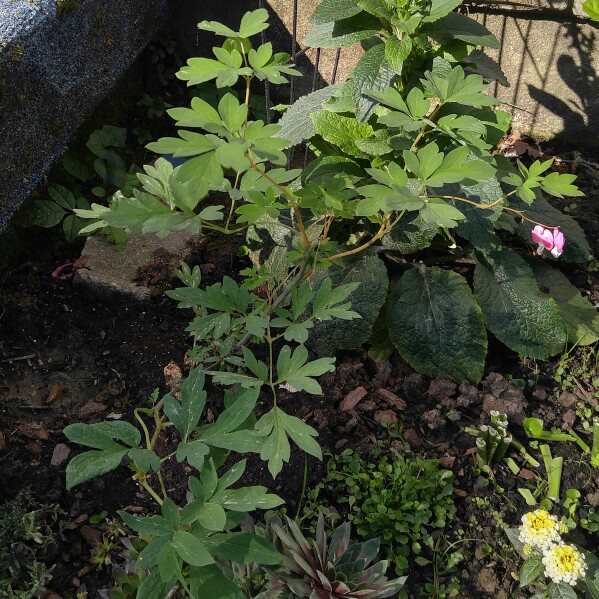 plant image 103563 plant image 103563