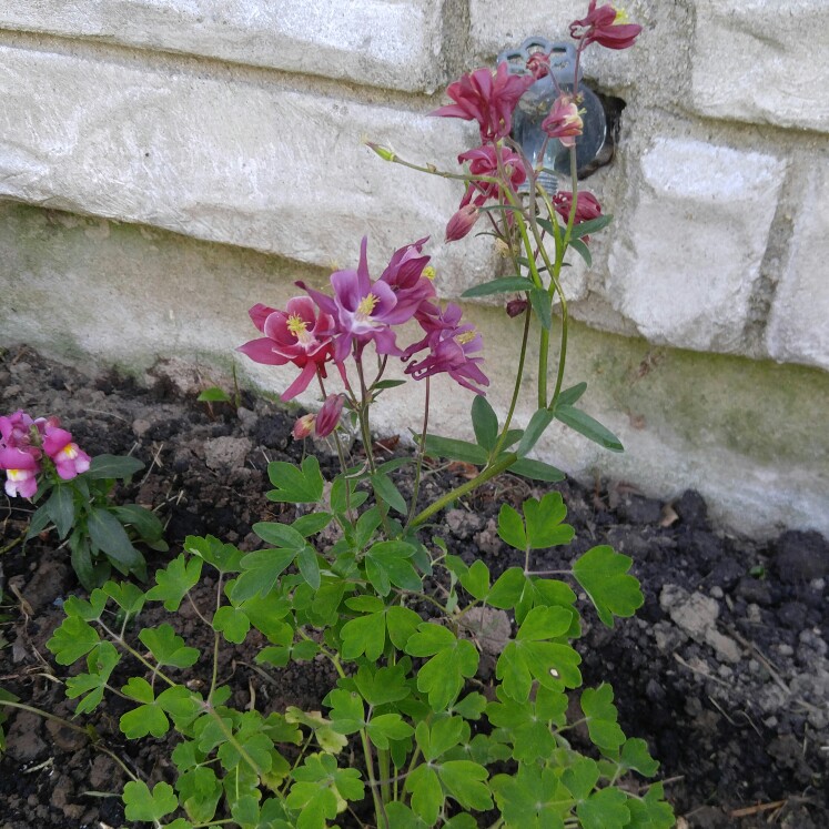 plant image 104373