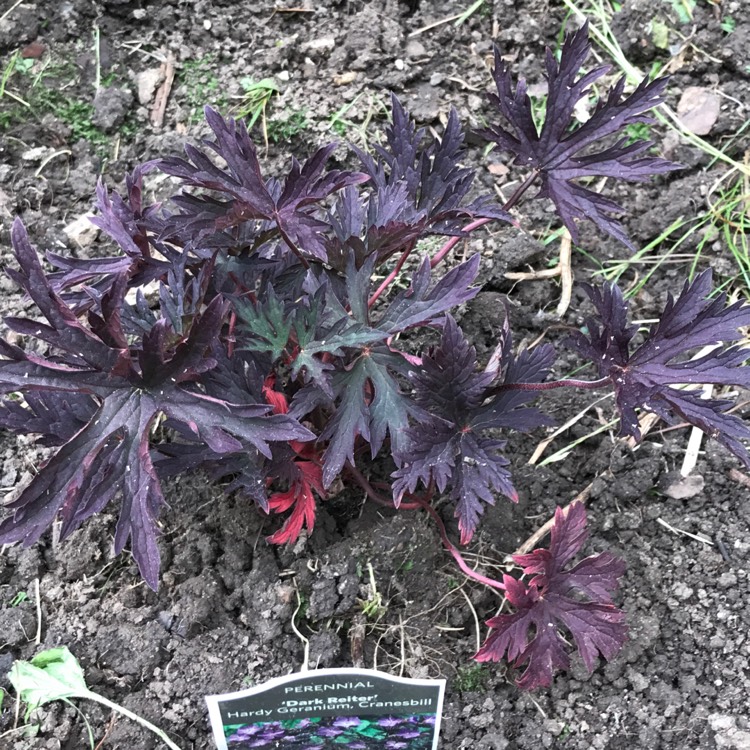 Plant image Geranium pratense (Victor Reiter Group) 'Midnight Reiter' syn. Geranium pratense 'Dark Reiter'