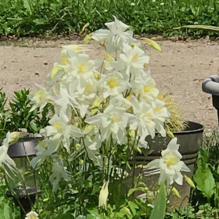 plant image 1053308