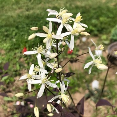 Clematis Recta ‘Serious Black'