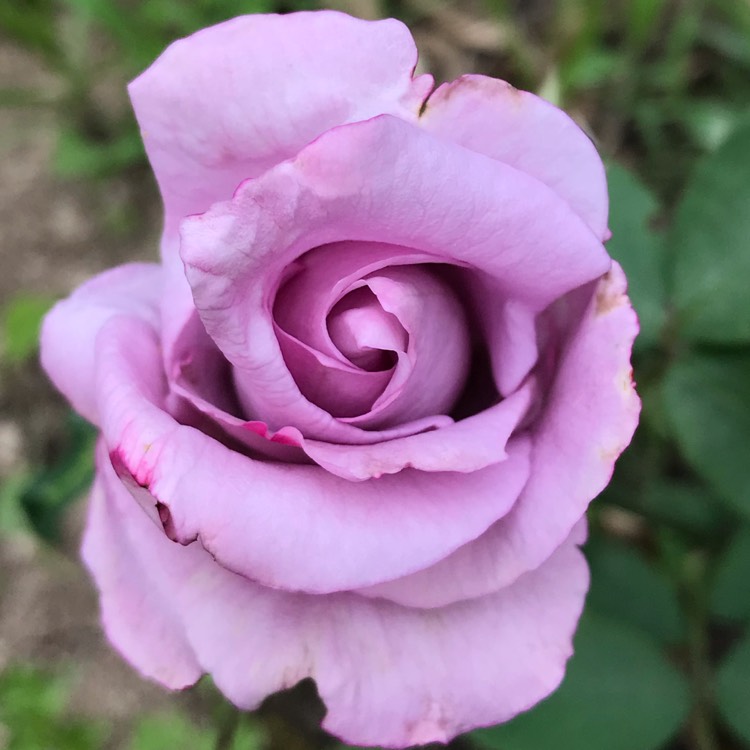 Plant image Rosa 'Blue girl'
