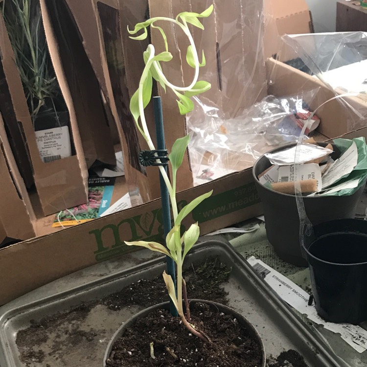 plant image 1086405