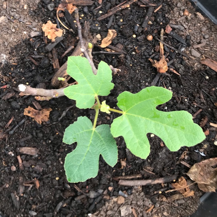 plant image 1094311