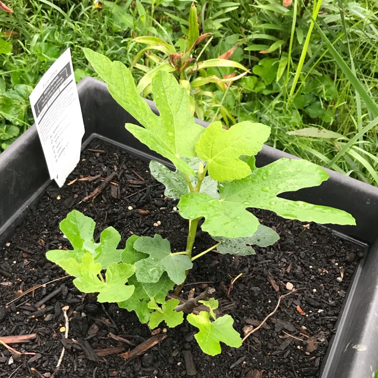 plant image 1094317