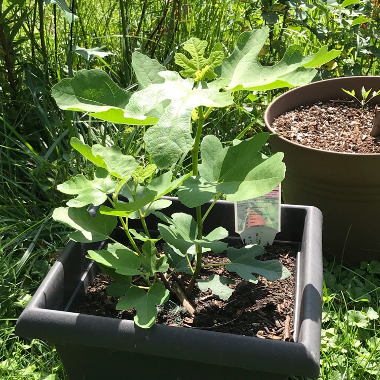 plant image 1104381