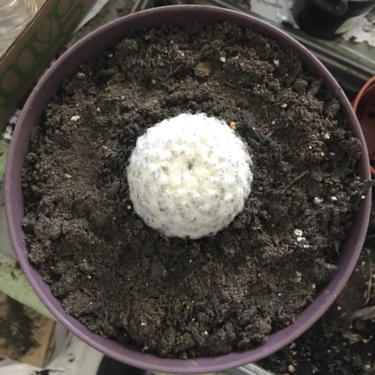plant image 1111593