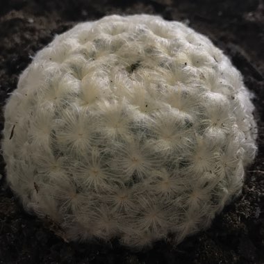 Mammillaria plumosa