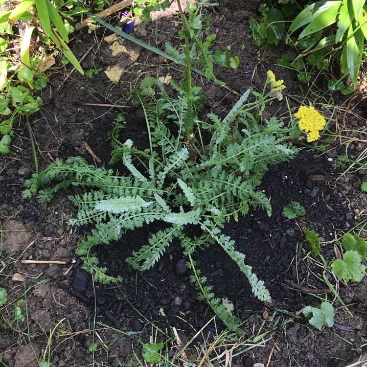 plant image 1123356 plant image 1123356