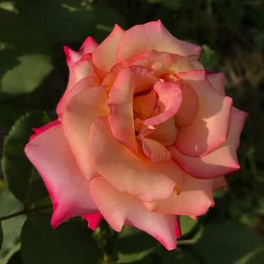 Rosa 'Dream Come True'