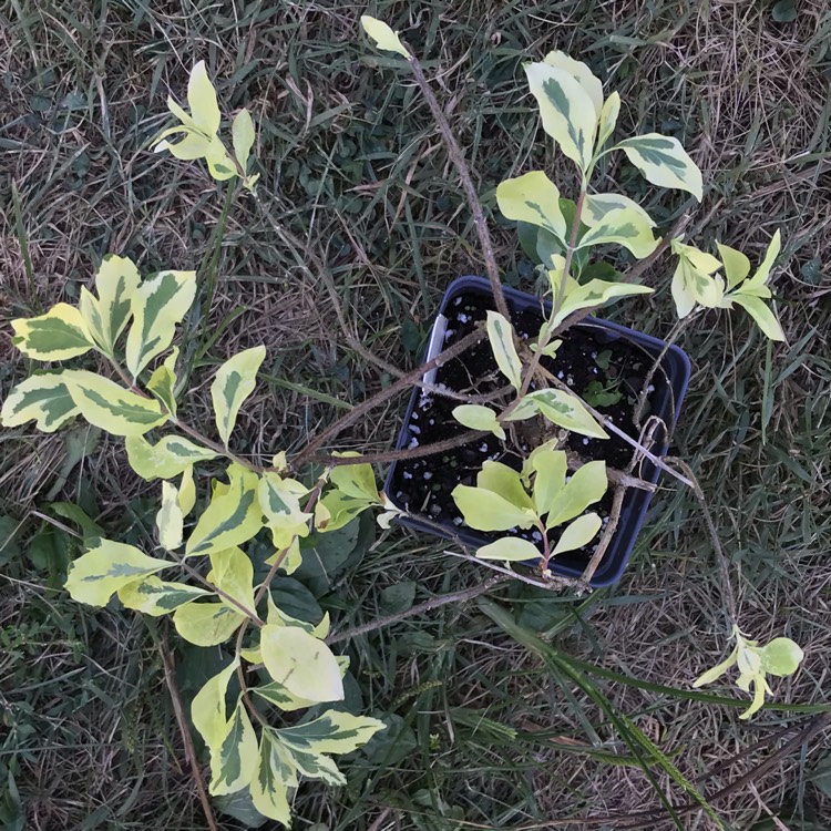 Plant image Lonicera x italica 'Sherlite' syn. Lonicera x italica 'Harlequin', Lonicera periclymenum 'Harlequin'