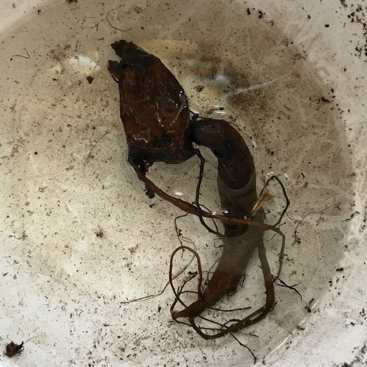 plant image 1140637