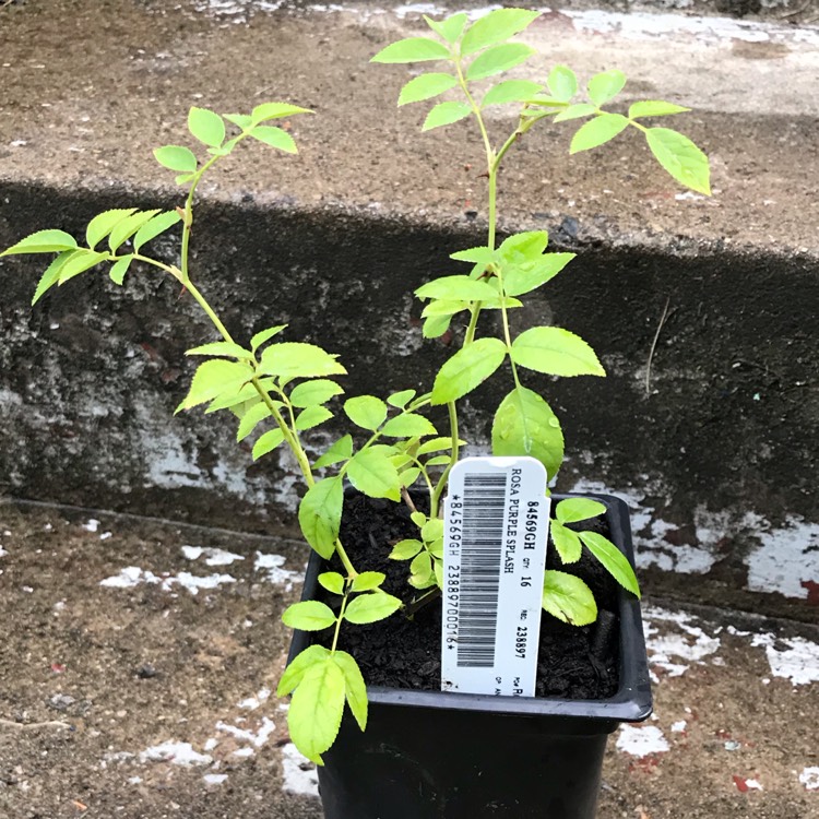 plant image 1141027