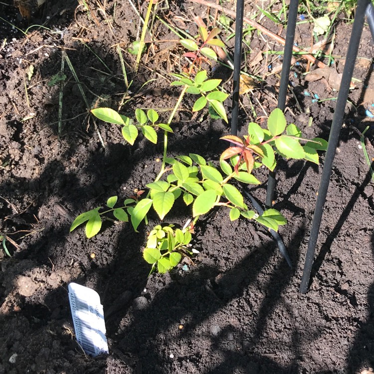 plant image 1150964