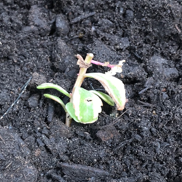plant image 1151157
