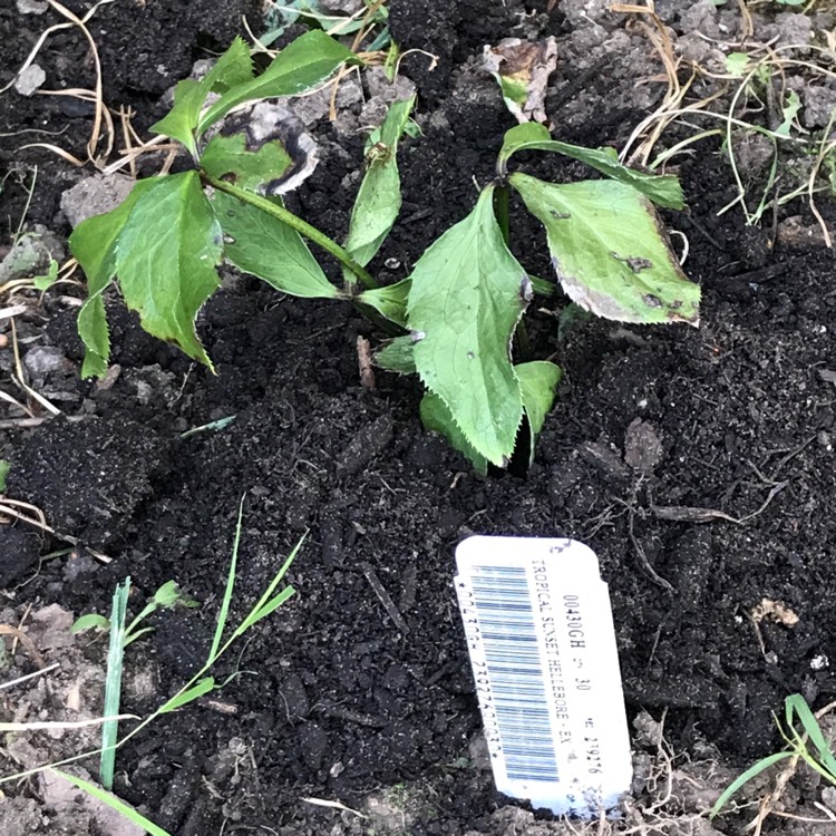 plant image 1152226
