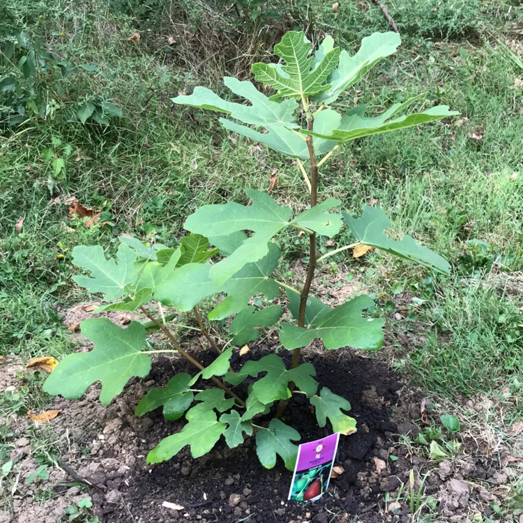 Plant image Ficus carica 'Chicago Hardy' syn. Ficus carica 'Chicago', Ficus carica 'Hardy Chicago'